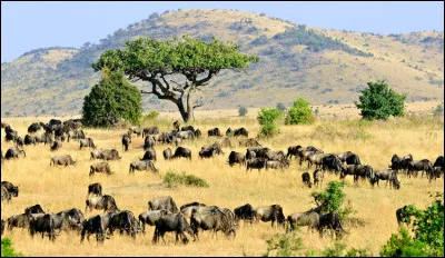 Quelle est la capitale du Kenya ?