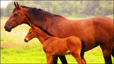 Le Poulain trottine une heure après sa naissance :