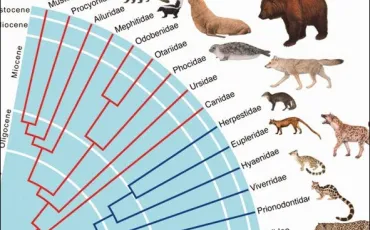 Quiz Animaux