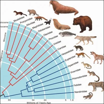 Combien y a-t-il de sous-ordres chez les carnivores ?