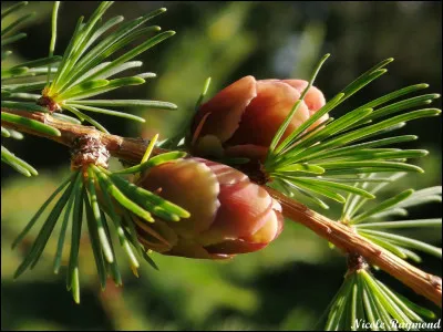 Le nom de cet arbre indigène au Québec est...