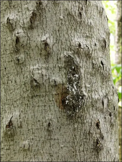 De quelle maladie cet arbre est-il atteint ?