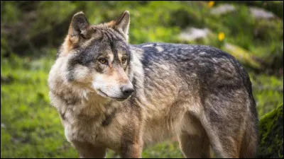 De quelle famille ces animaux appartiennent-ils ?