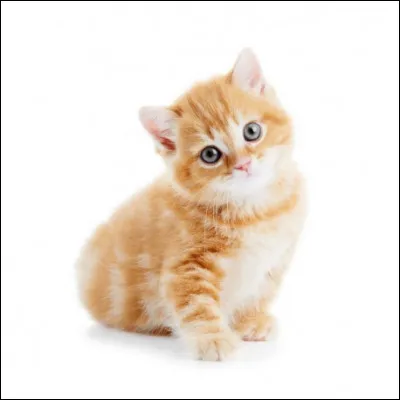 Tu es un jeune chaton nommé Petit Chat.Tu as deux surs : Petit Tigre et Petite Panthère. Tes parents sont Moustache d'Orge et Fleur d'Eglantine. Ta sur te demande si tu veux t'échapper de la pouponnière ! Que fais-tu ?