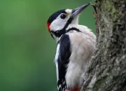 Quiz Connais-tu les oiseaux de la ville ?