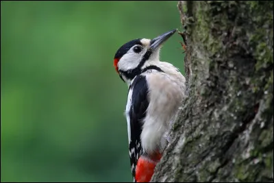 Quel est le nom de ce pic ?