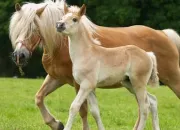 Quiz Connais-tu bien les chevaux ?