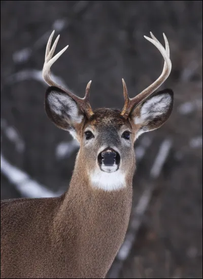 Les bois du cerf muent.