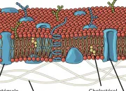 Quiz Lipides membranaires