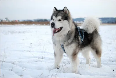 Il est le plus puissant et le plus fort des chiens de traîneau, mais pas le plus rapide. C'est...