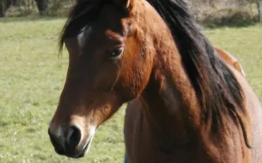 Quiz Chevaux