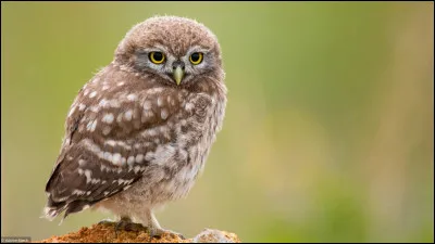 Tes parents sont moldus. Pourtant, tu te sens différent(e) et tu as un don (ex : tu peux parler avec ton chat). Un jour, un hibou atterrit devant toi avec une lettre.