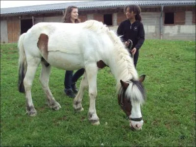 Le poney possde un avant-train, un corps et un arrire-train.