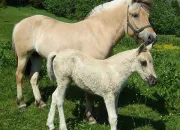 Test Quelle race de poney es-tu ?