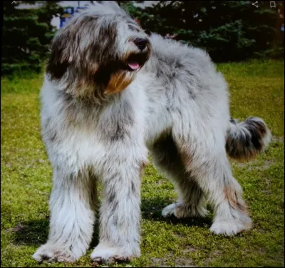 Quel est ce magnifique grand chien ?