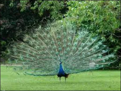 Quel est le nom de cet oiseau qui fait la roue pour séduire une femelle ?