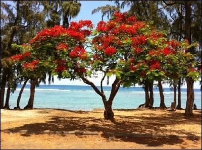 Comment s'appelle cet arbre qui fleurit en période de Noël ?