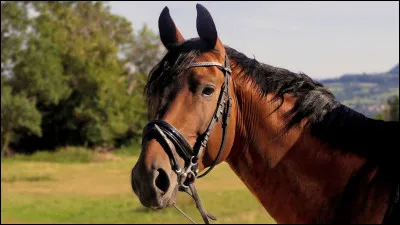 Les chevaux sont-ils des animaux grégaires ?