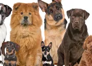 Quiz Reconnatrez-vous ces races de chiens  leur regard ?