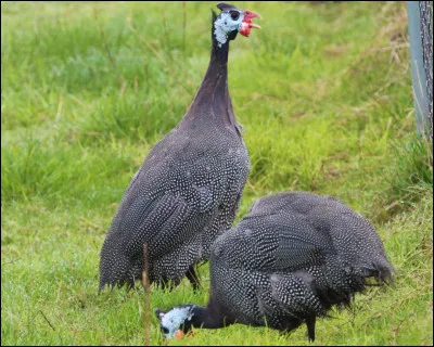 Quel est cet animal ?