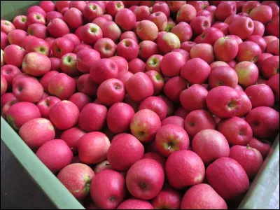 Quel est le nom de ces pommes ?