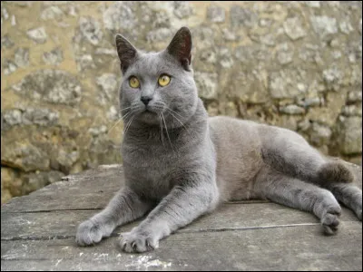 Les chats ne sont que gris ou roux :