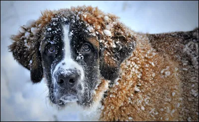 Quelle est la la race de ce chien ? (il sauve des vies)