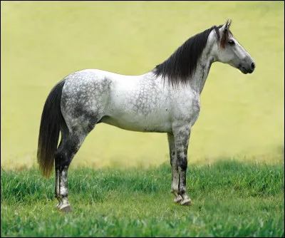 Quelle est la robe du cheval sur la photo ?