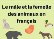 Quiz Les animaux femelles