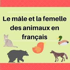 Quiz Animaux