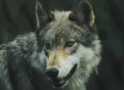 Quiz Connaissez-vous vraiment le loup ?