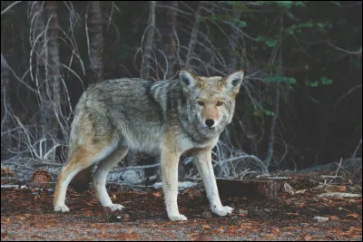 Le loup est... (plusieurs réponses possibles)