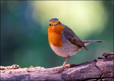 Quels animaux manges-tu le plus ?