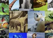 Quiz Les expressions avec des animaux