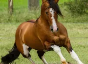 Quiz Les races de chevaux lgers