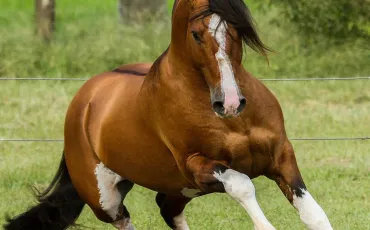 Quiz Chevaux