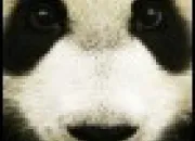 Quiz Les pandas gants