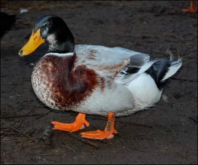 Quel est ce canard ?