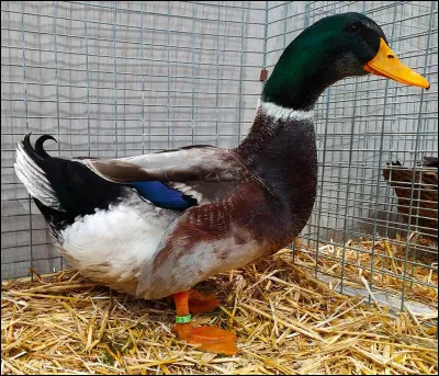 De quelle race est ce canard ?