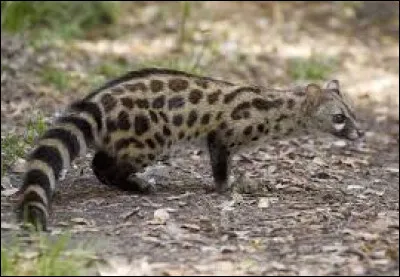 Quel est le nom scientifique de la genette ?