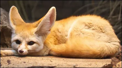 Petit renard des sables ou renard de poche ! Quel est le nom de ce petit canidé ?