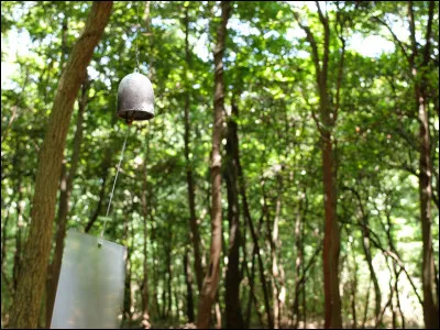 Mise en situation : tes parents viennent dans ta chambre et te disent que vous allez aller pique-niquer dans la forêt. Que leur dis-tu ?