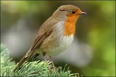 Cet oiseau est un rouge-gorge.