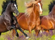 Quiz Connais-tu bien les chevaux ?