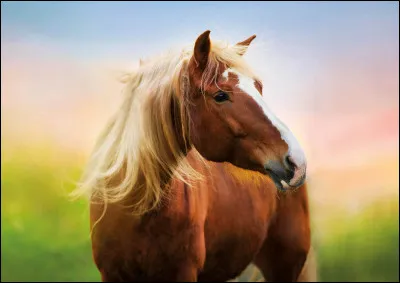 De quelle famille fait partie le cheval ?