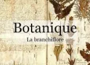 Quiz Examen de botanique