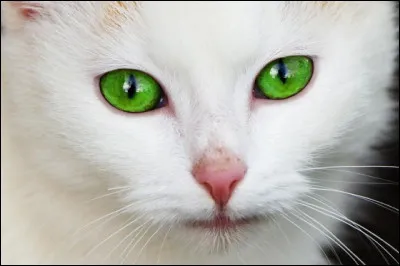 Si vous étiez un chat de quelle couleur serait votre fourrure ?