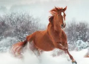 Test Quel cheval es-tu ?