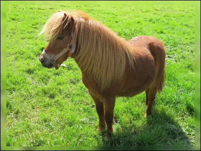 À partir de quelle taille un poney devient-il un cheval ?