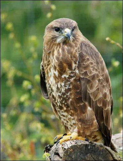 Quel est cet oiseau, un rapace diurne ?